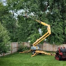 Professional Tree Care in Otisville, NY
