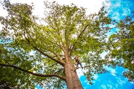 Best Lawn Renovation and Restoration  in Otisville, NY