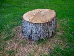 Best Root Management and Removal  in Otisville, NY