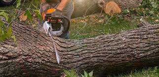 How Our Tree Care Process Works  in  Otisville, NY