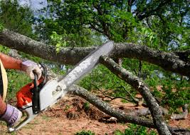 Best Tree Removal  in Otisville, NY
