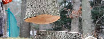  Otisville, NY Tree Care Pros