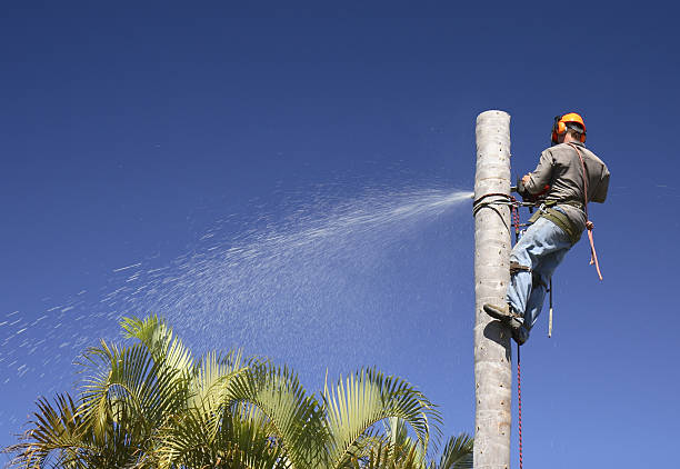 Best Storm Damage Tree Cleanup  in Otisville, NY