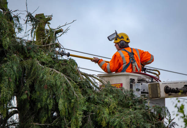 Best Tree Trimming and Pruning  in Otisville, NY