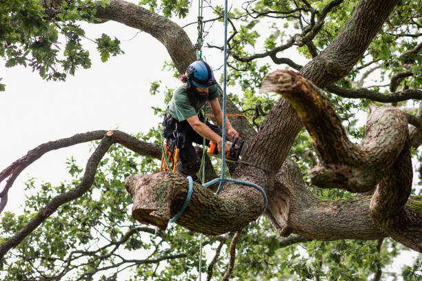 Best Tree Cabling and Bracing  in Otisville, NY