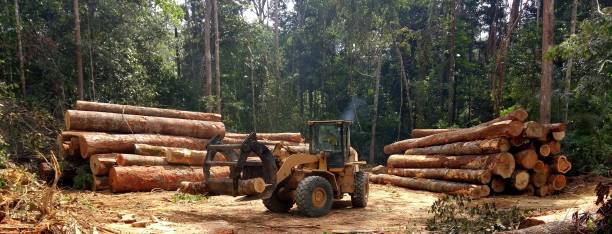 Best Tree Disease Treatment  in Otisville, NY