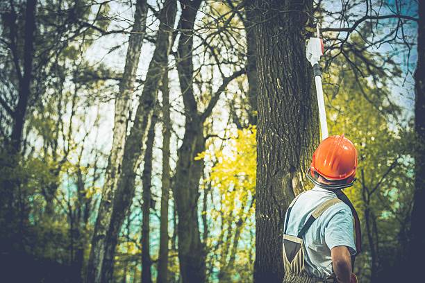 Best Stump Grinding and Removal  in Otisville, NY