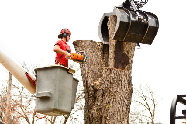 Best Tree Risk Assessment  in Otisville, NY