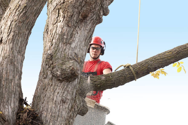 Best Lawn Pest Prevention  in Otisville, NY