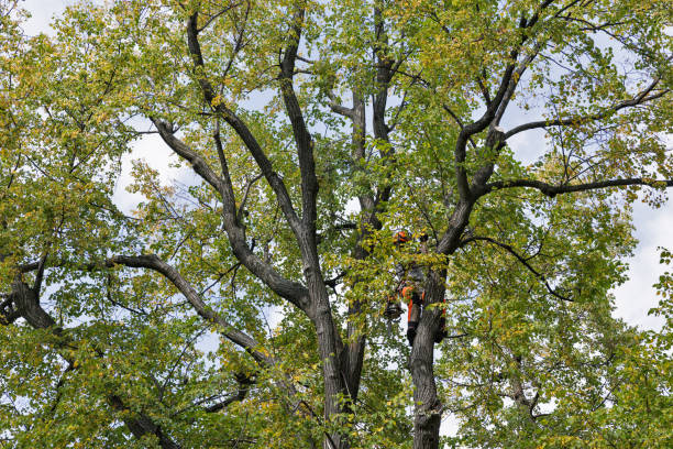 Best Tree Planting  in Otisville, NY